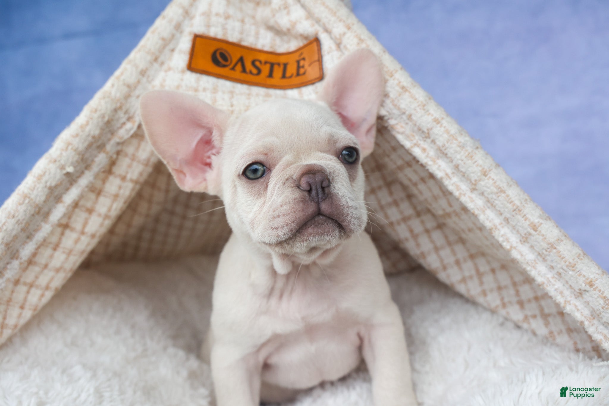 French Bulldog dogs 💕Jasmine  - Ad 2