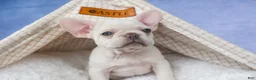 French Bulldog dogs for sale: 💕Jasmine  - Ad 2