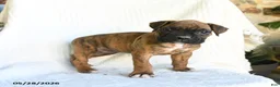 Boxer dogs for sale: Remmy - Ad 4