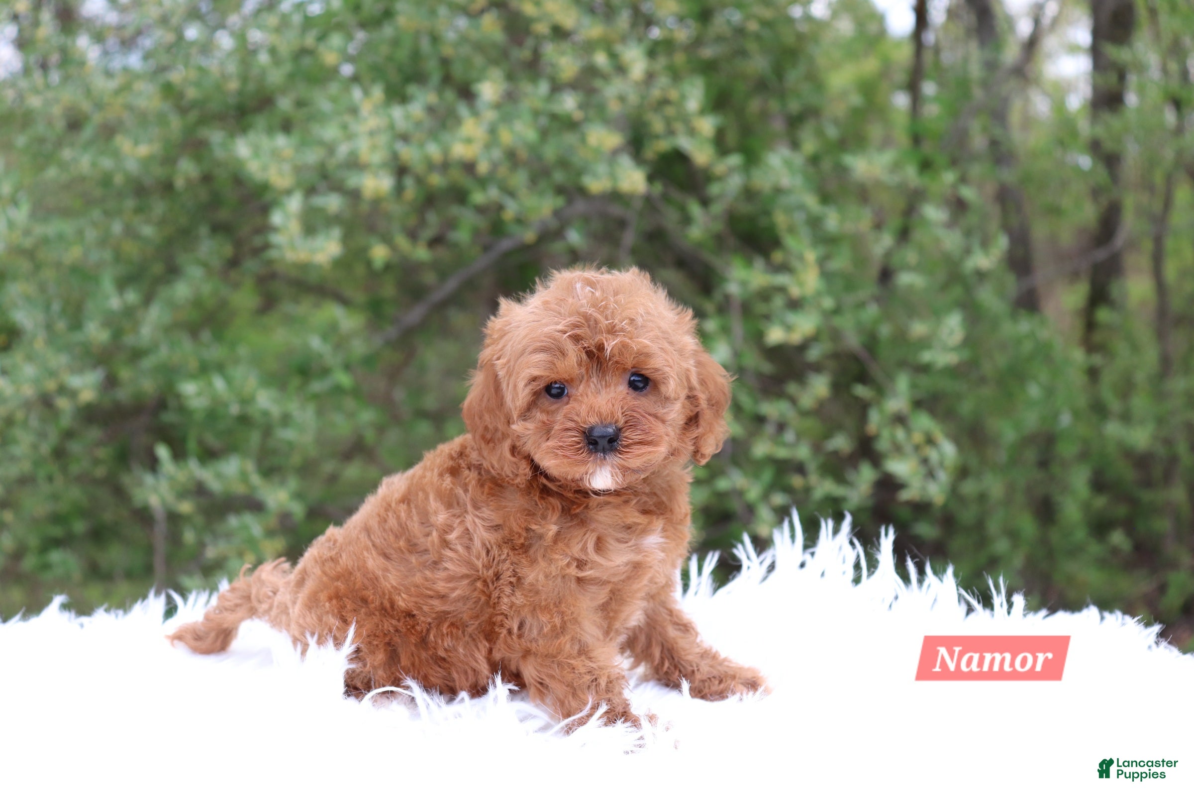 Cavapoo dogs for sale: Namor - Ad 1