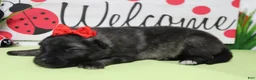 Keeshond dogs for sale: Thelma  - Ad 5