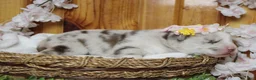 Pomsky dogs for sale: Muffy  - Ad 8