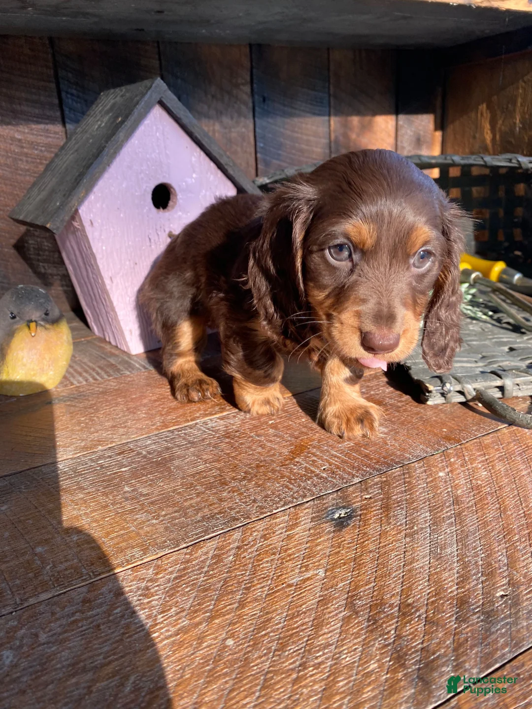 Miniature Dachshund dogs for sale: Sadie - Ad 1