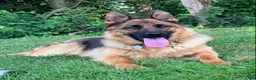 German Shepherd dogs for sale: Xena - Ad 5