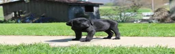 Labrador Retriever dogs for sale: Labrador Retriever Winston - Ad 20