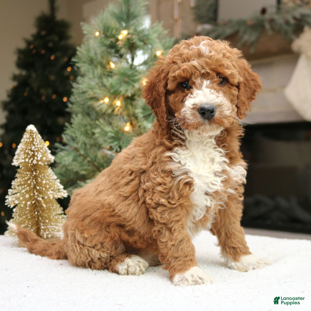 Mini Goldendoodle dogs for sale: Ozzy  - Ad 4