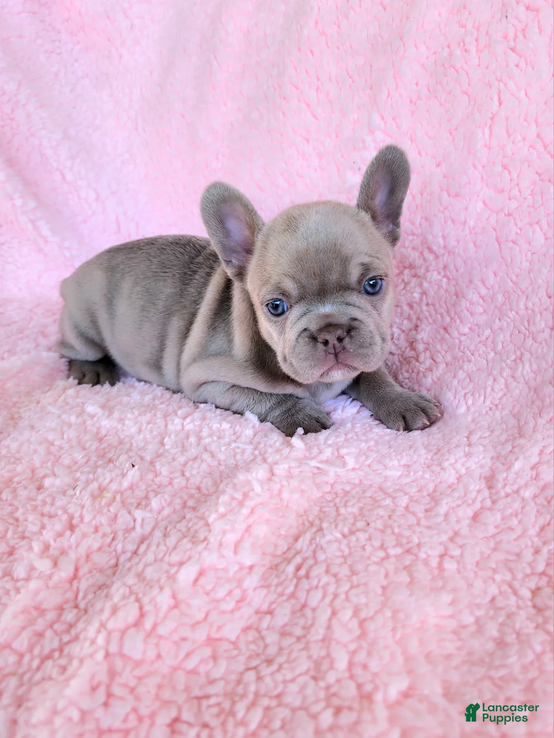 French Bulldog dogs for sale: Lilly  - Ad 10