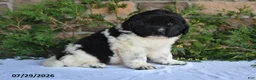 Newfoundland dogs for sale: Marshall - Ad 5