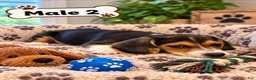 Beagle dogs for sale: Benny - Ad 3