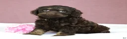 Cockapoo dogs for sale: Selah 🌺 - Ad 5