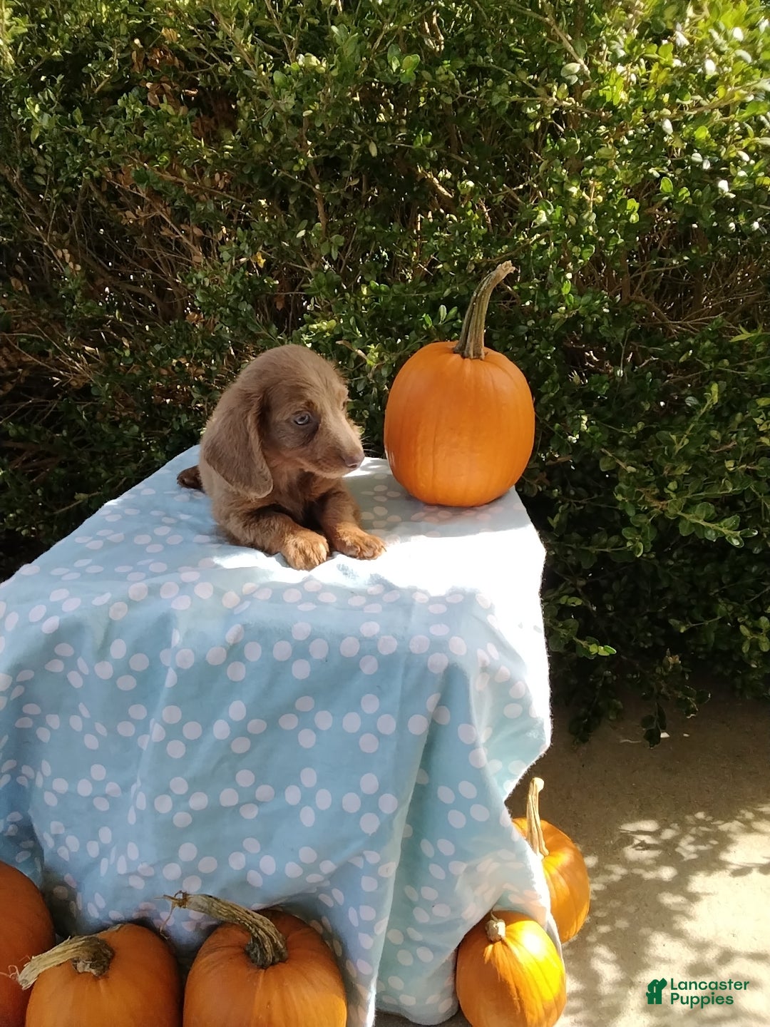 Miniature Dachshund dogs Mooney - Ad 2