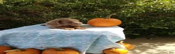 Miniature Dachshund dogs for sale: Mooney - Ad 2