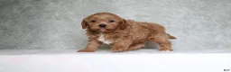 Cavapoo dogs for sale: Milo - Ad 3