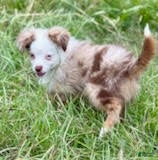 Toy Australian Shepherd dogs for sale: Tennessee - Ad 1