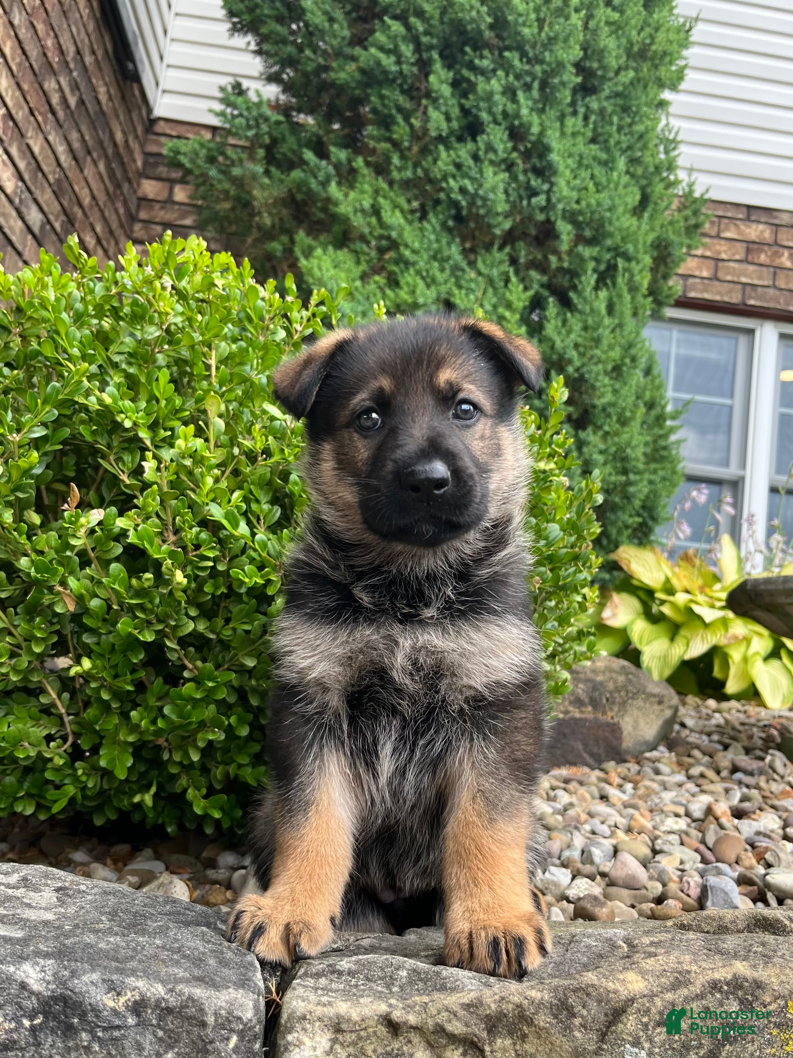 German Shepherd dogs Maple - Ad 1