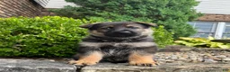 German Shepherd dogs for sale: Maple - Ad 1