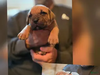 Cane Corso dogs Cane Corso Puppy 8 - Ad 22