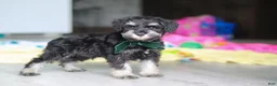 Miniature Schnauzer dogs for sale: Percy - Ad 9