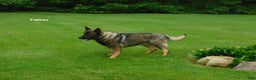 German Shepherd dogs for sale: Spring - Ad 7