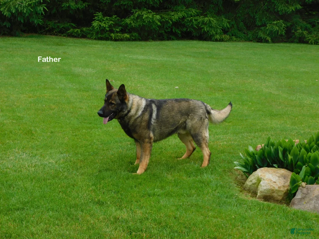 German Shepherd dogs for sale: Kenya - Ad 16