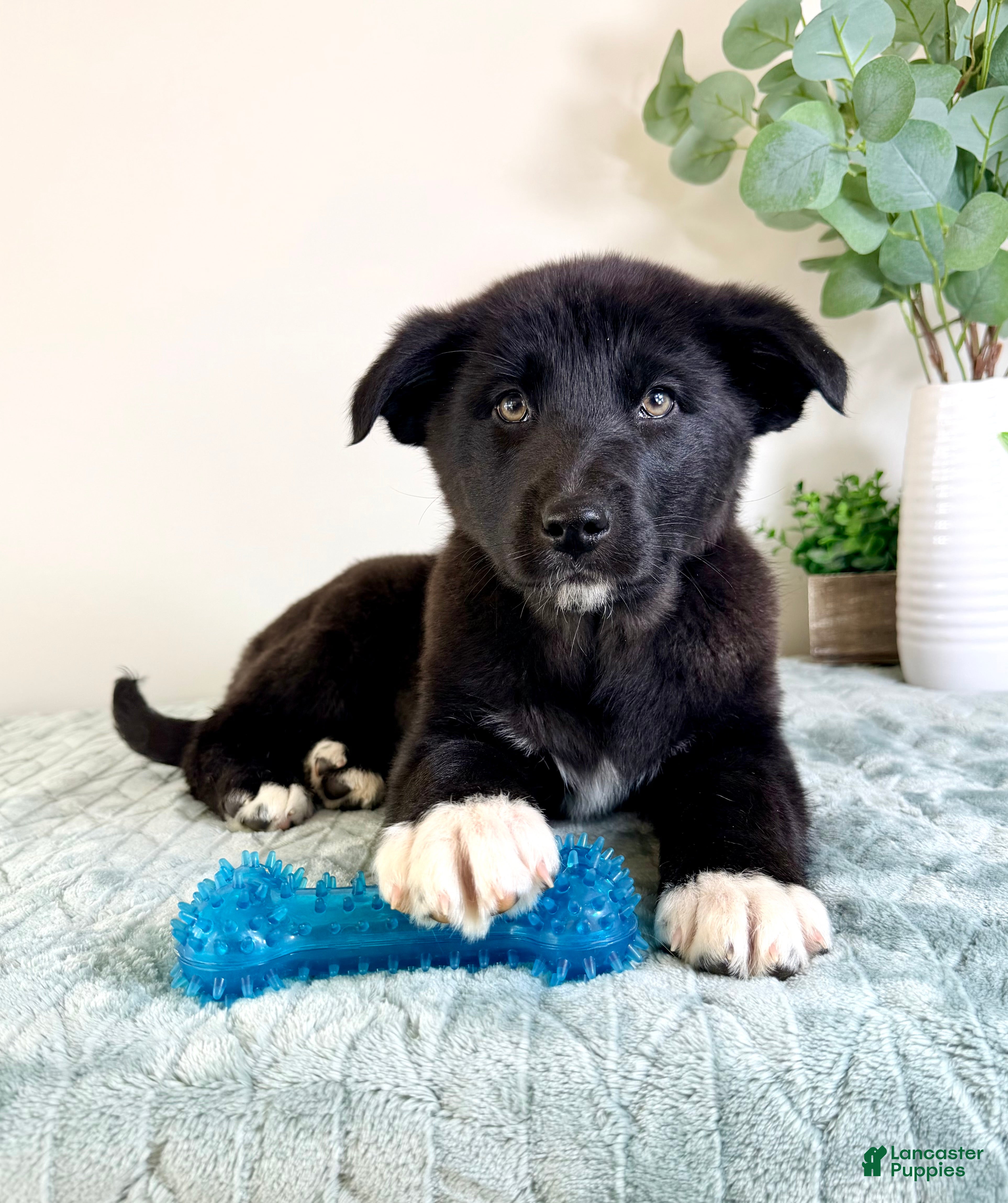 Gerberian Shepsky dogs Bear - Ad 30