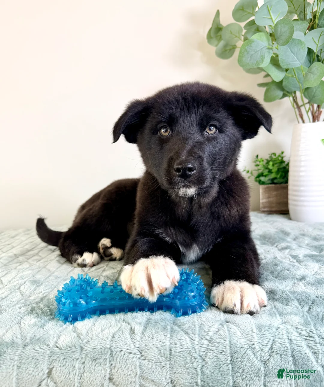 Gerberian Shepsky dogs for sale: Bear - Ad 1