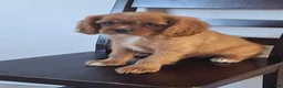 Cavalier King Charles Spaniel dogs for sale: Peanuts - Ad 7