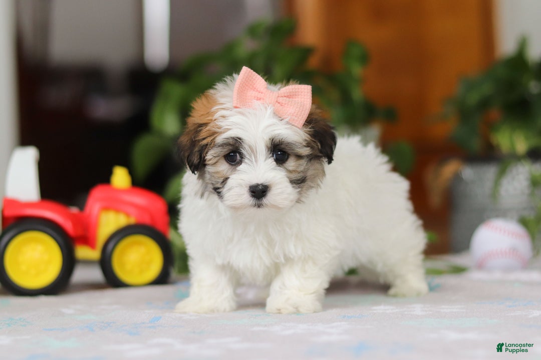 Havanese dogs for sale: Faith - Ad 4