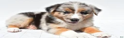 Australian Shepherd dogs for sale: Kayla - Ad 9