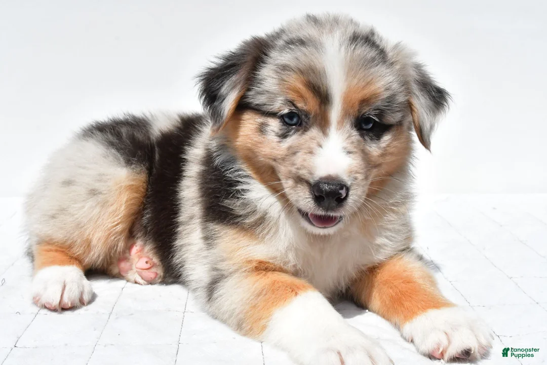 Australian Shepherd dogs for sale: Kayla - Ad 1
