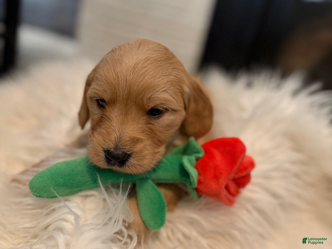Mini Goldendoodle dogs for sale: Blaze - Ad 4