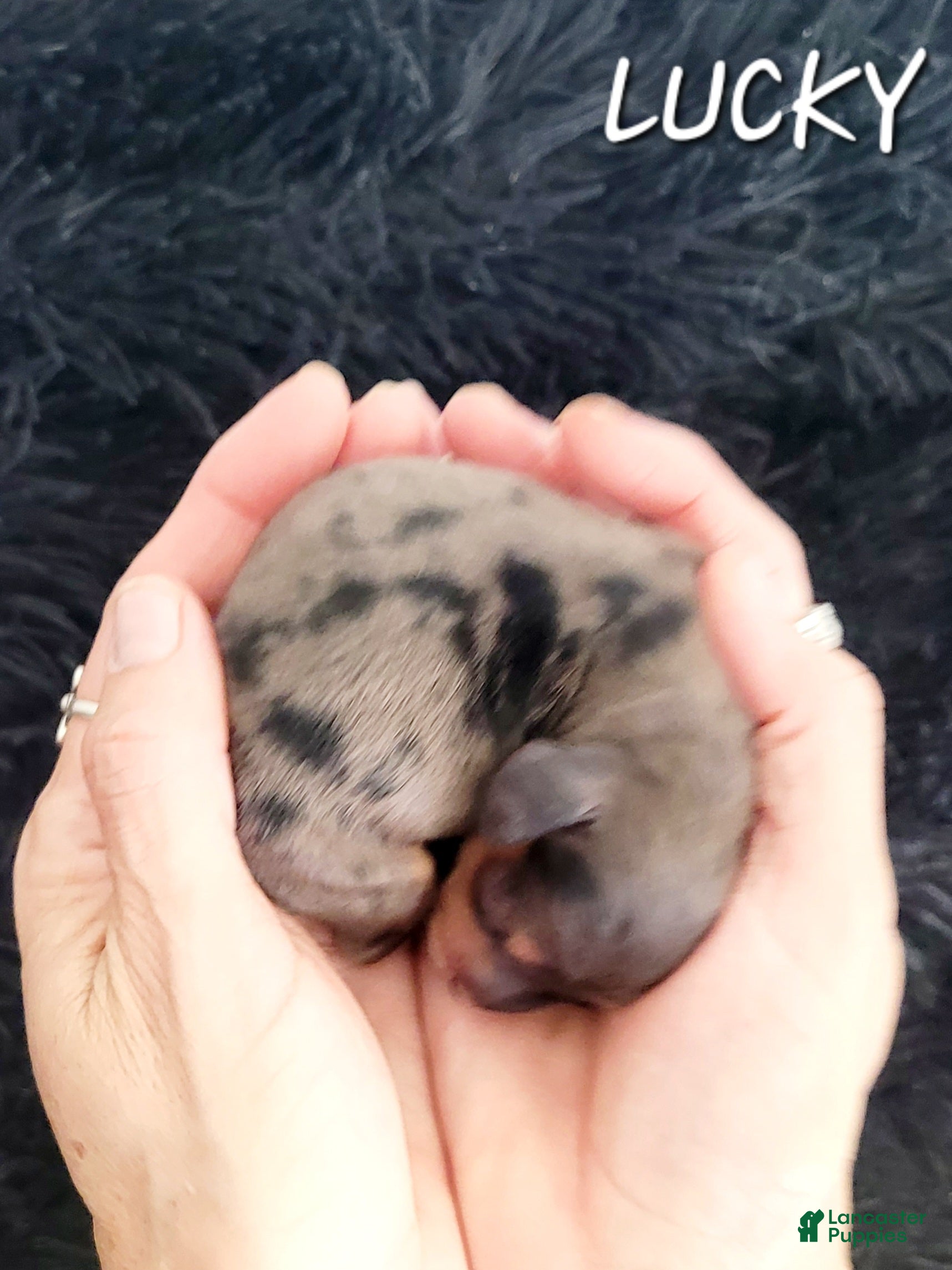 Miniature Dachshund dogs Lucky - Ad 4