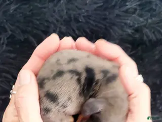 Miniature Dachshund dogs Lucky - Ad 4