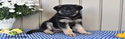 German Shepherd dogs for sale: Megan - Ad 1
