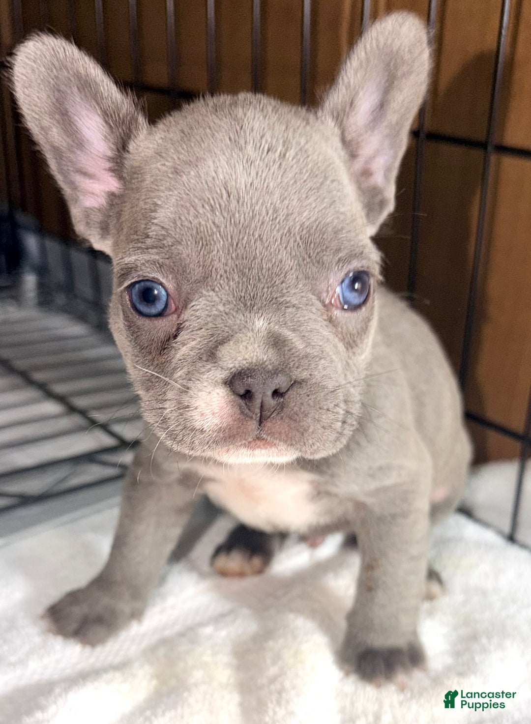 French Bulldog dogs for sale: Rocky - Ad 1