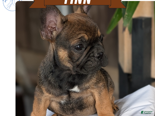 French Bulldog dogs - Ad 8