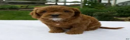 Cavapoo dogs for sale: Remington - Ad 4