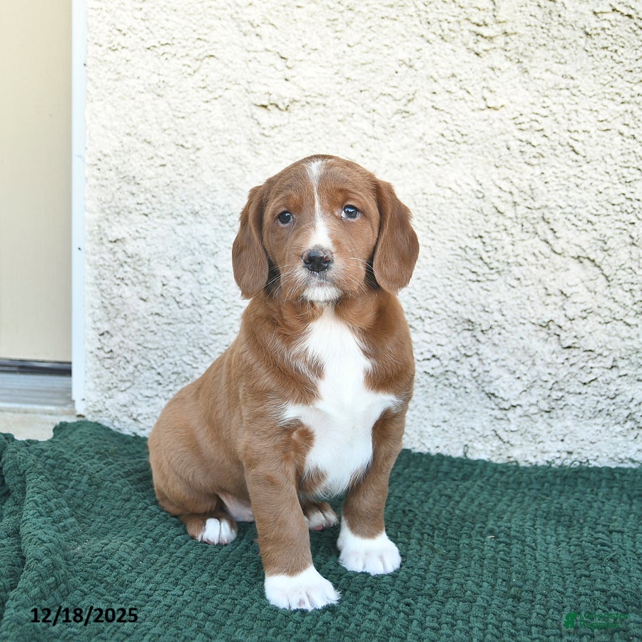 Labradoodle dogs Jingle  - Ad 3