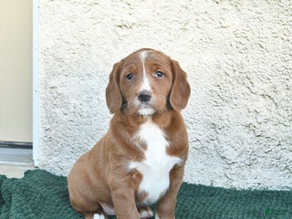 Labradoodle dogs Jingle - Ad 3