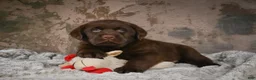 Labrador Retriever dogs for sale: Gunner - Ad 5