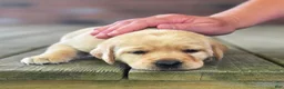 Labrador Retriever dogs for sale: Molly - Ad 4