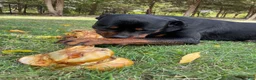 Rottweiler dogs for sale: Rottweiler 1 - Ad 21