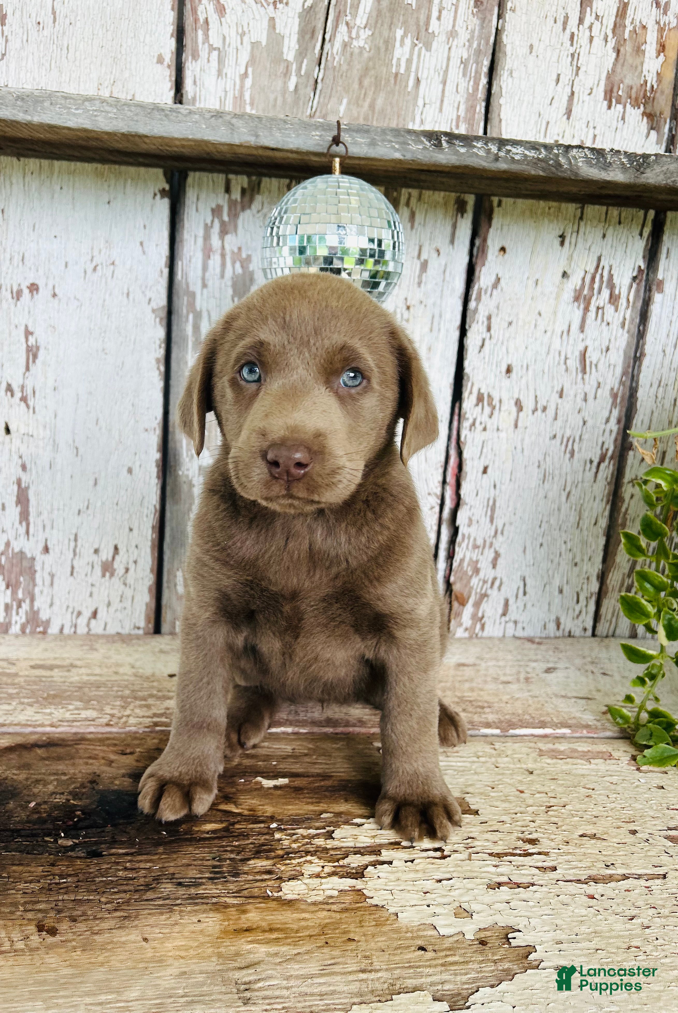 Labrador Retriever dogs April - Ad 2