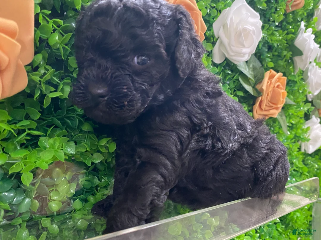Toy Poodle dogs for sale: Toy Poodle Puppy 1 - Ad 2