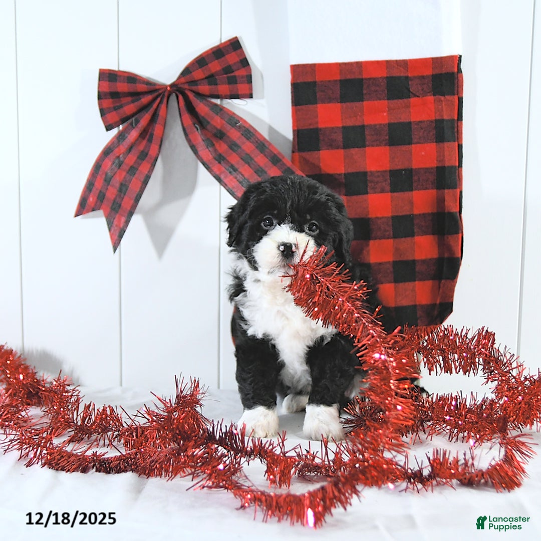 Mini Bernedoodle dogs for sale: Stella - Ad 4
