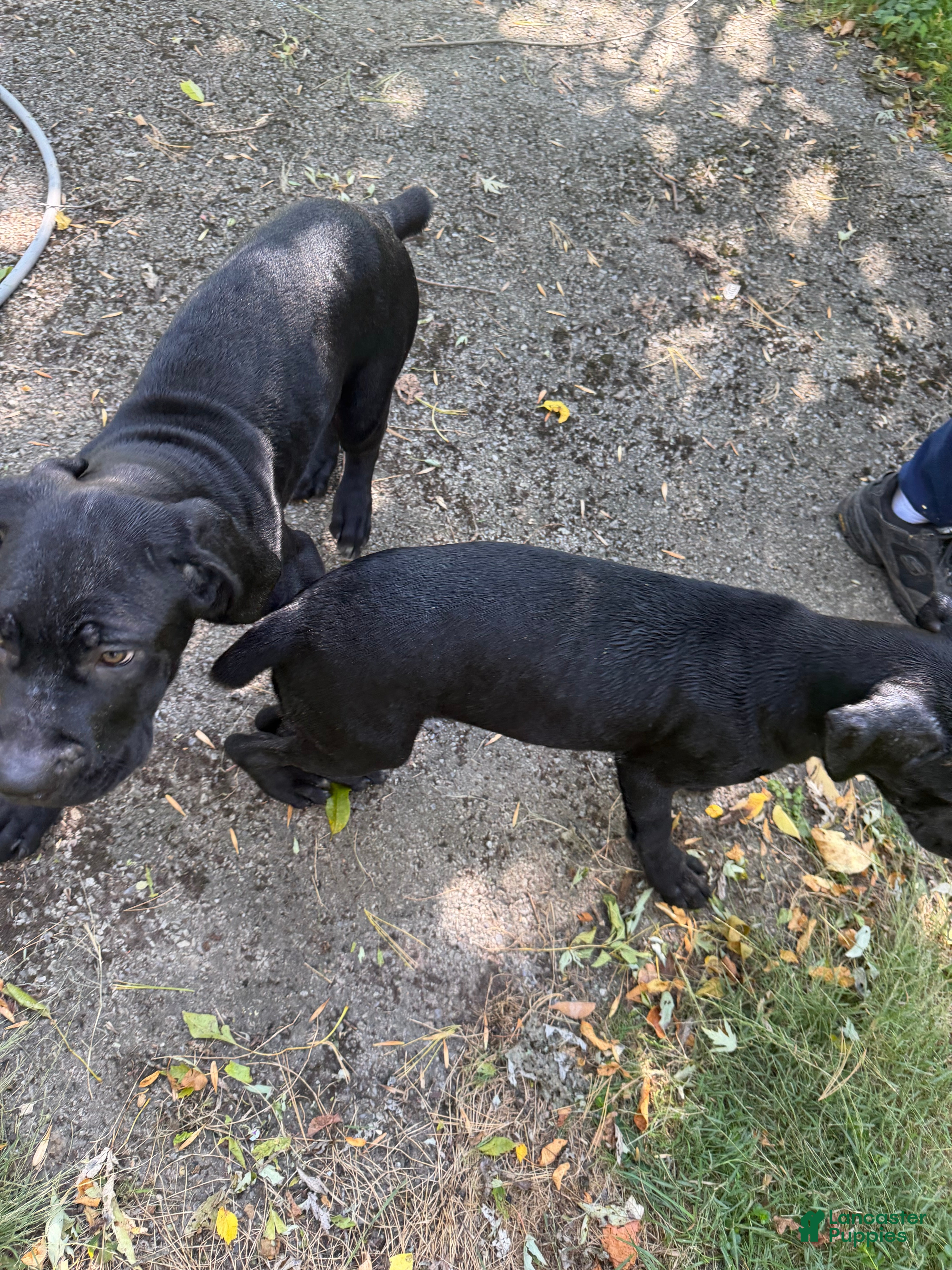 Cane Corso dogs Cane Corso 11 - Ad 2