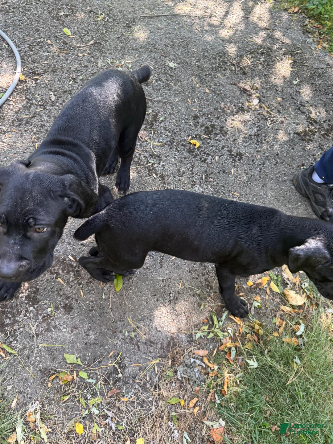 Cane Corso dogs for sale: Cane Corso 11 - Ad 2