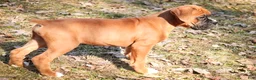 Boxer dogs for sale: Espresso - Ad 7