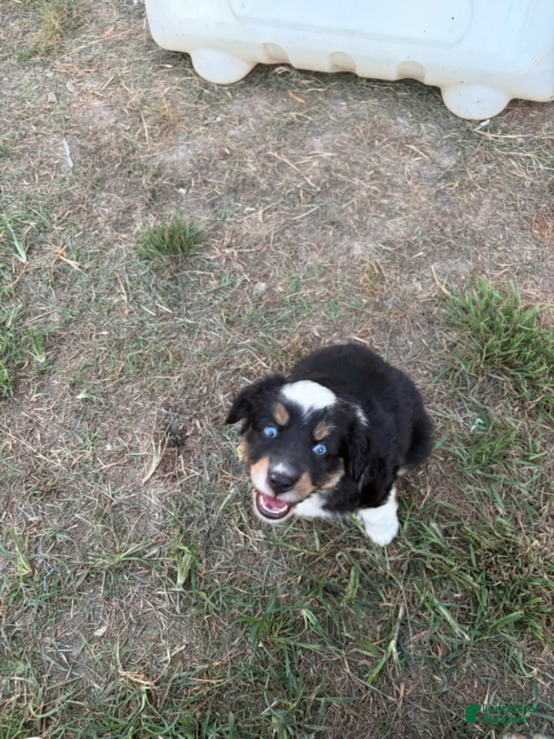 Miniature Australian Shepherd dogs for sale: Flapper - Ad 1