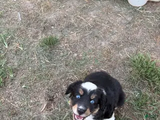 Miniature Australian Shepherd dogs Flapper - Ad 3
